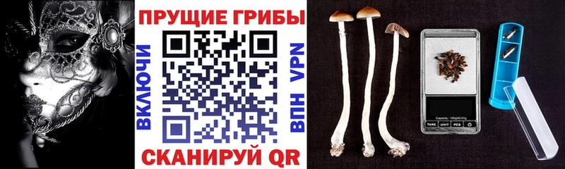 купить наркоту  Обь  Псилоцибиновые грибы Psilocybe 
